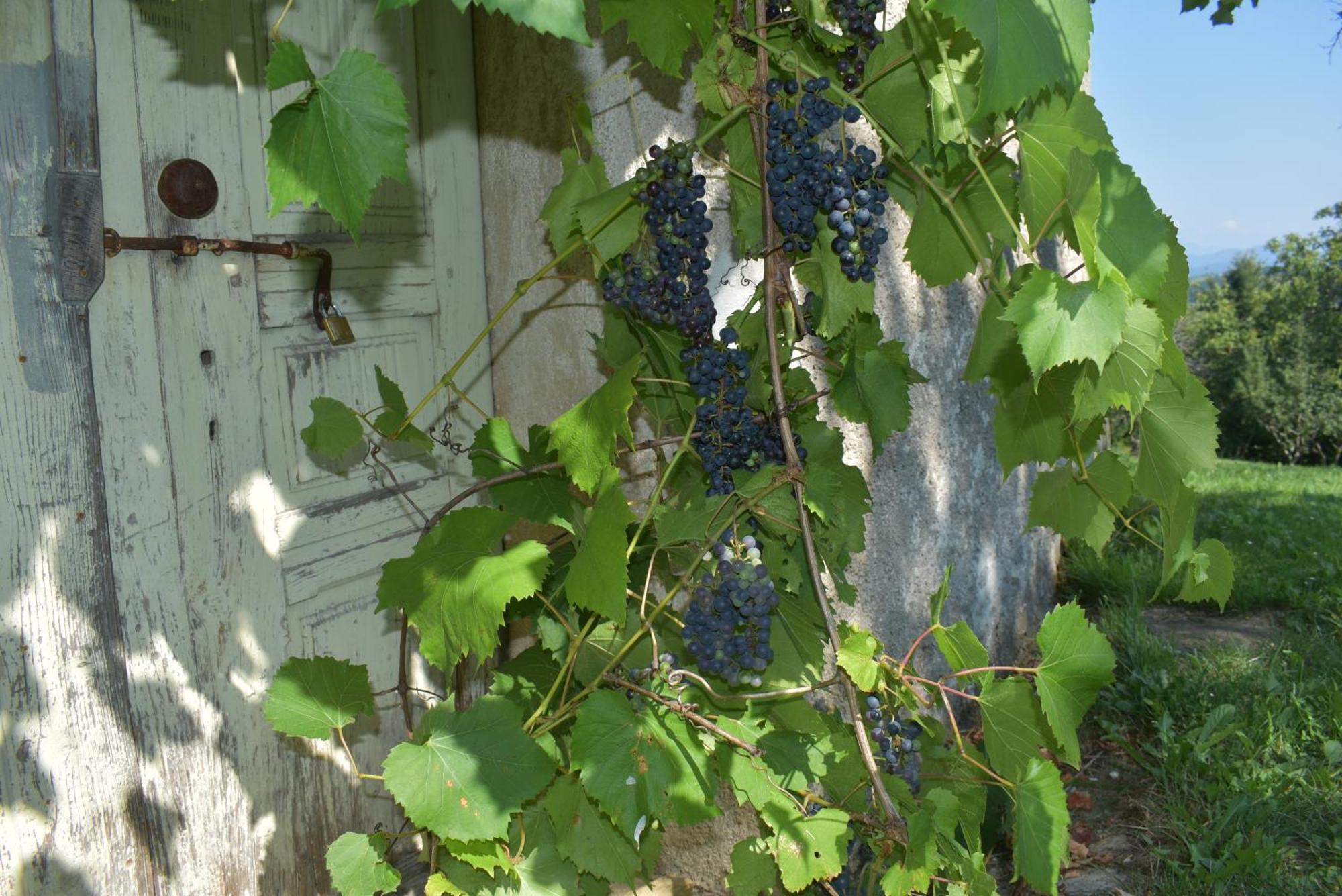 Barbara'S Village House Ilirska Bistrica Zewnętrze zdjęcie